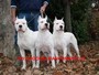 foto di dogodelbianc