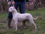 14/11/2007: Dogo del Bianco Mant