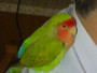 7/2/2008: il mio pappagallino