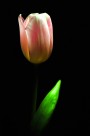11/3/2011: Tulip