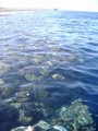 8/7/2008: Barriera Corallina