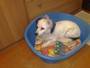 26/10/2008: my dog stella